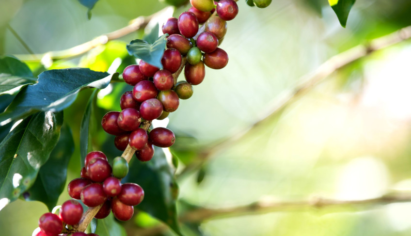 ASN Rio de Janeiro - Agência Sebrae de Notícias